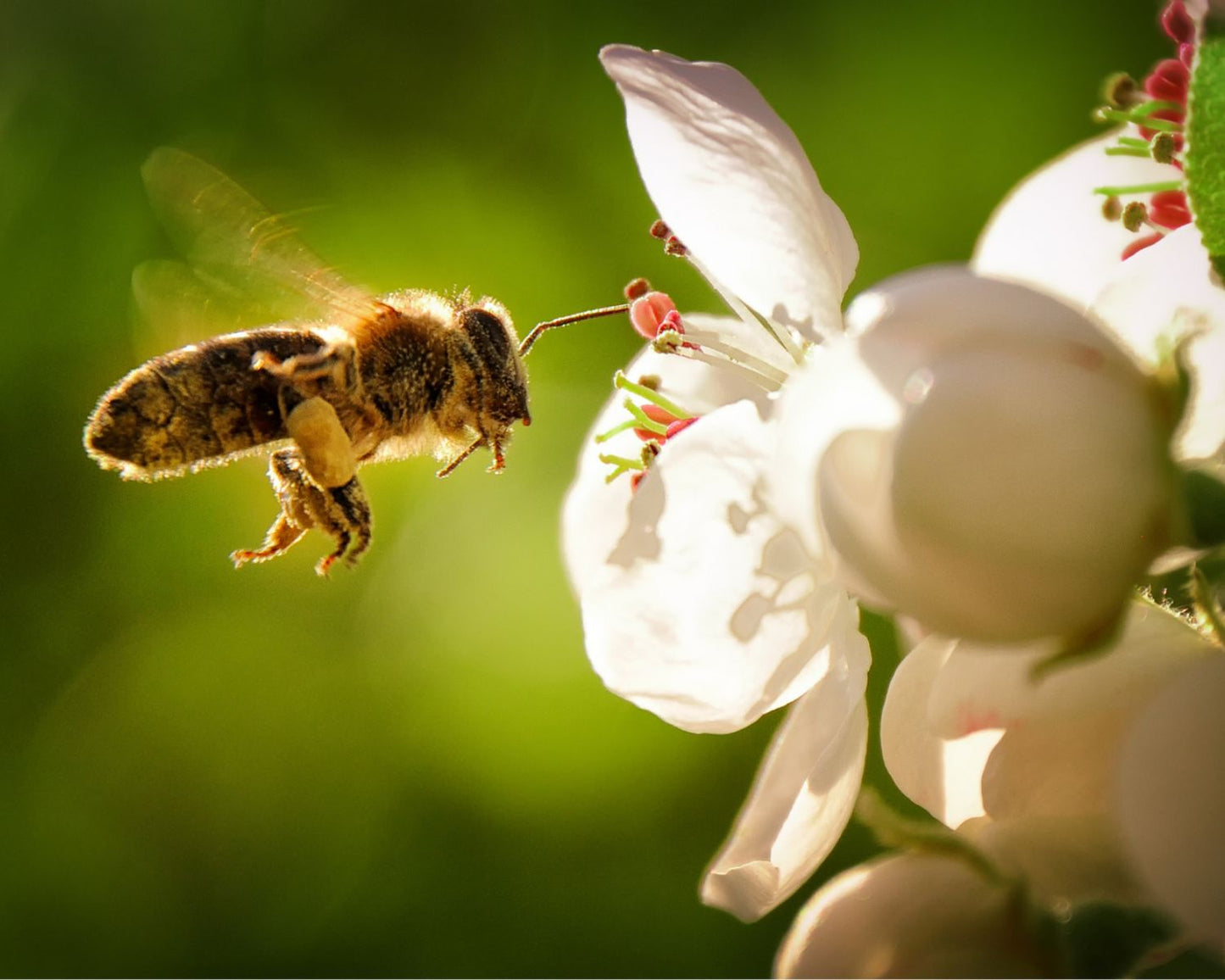 Übernehmen Sie eine Bienenpatenschaft und erhalten Sie 1 Jahr lang Honig!