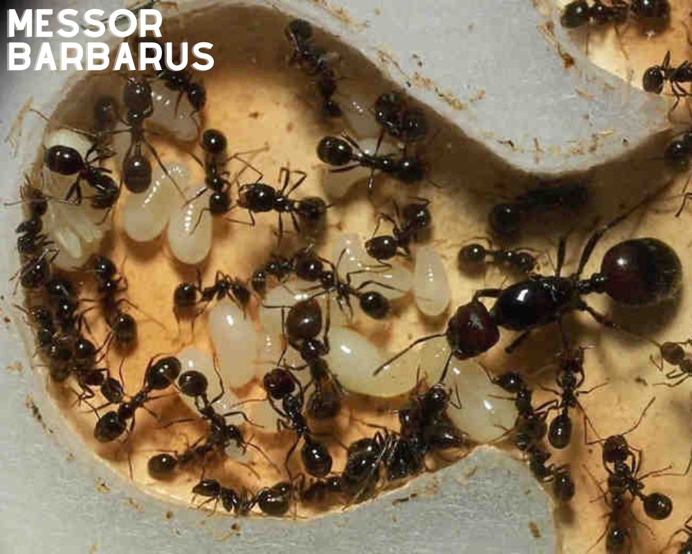 Vente fourmis messor barbarus