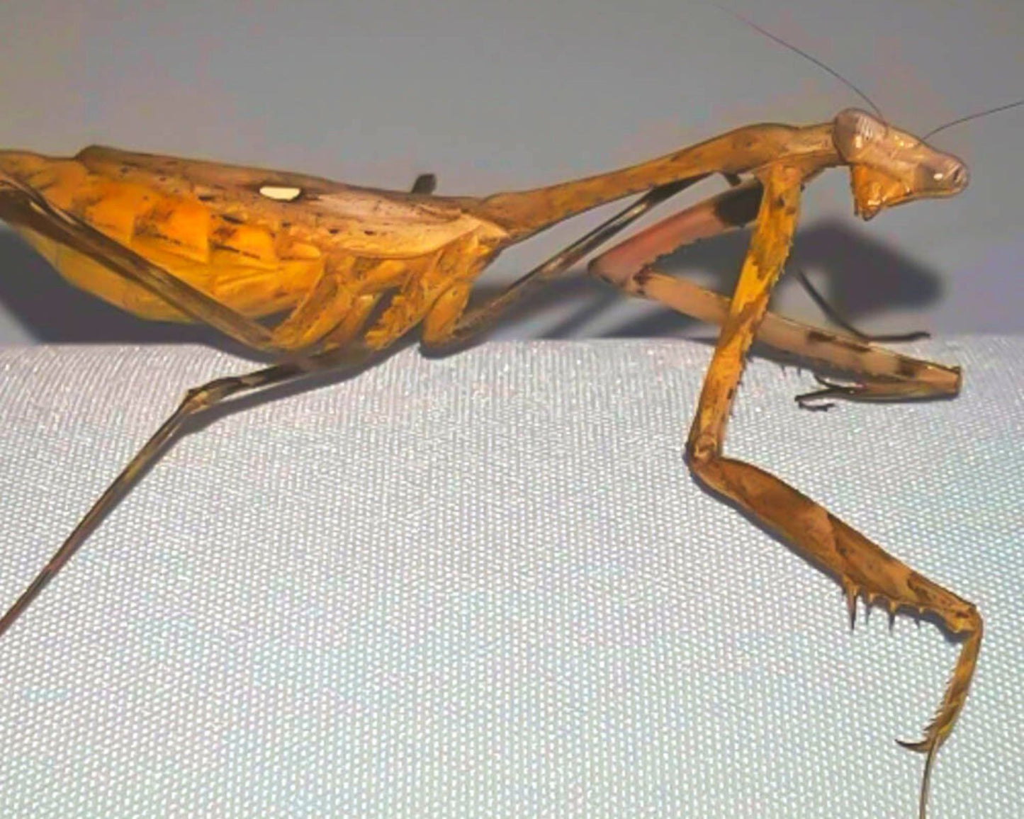 Mantide - Pseudempusa pinnapavonis