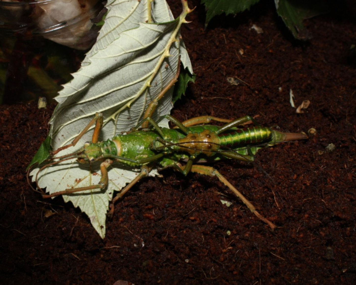 Phasmide - Mearnsiana bullosa