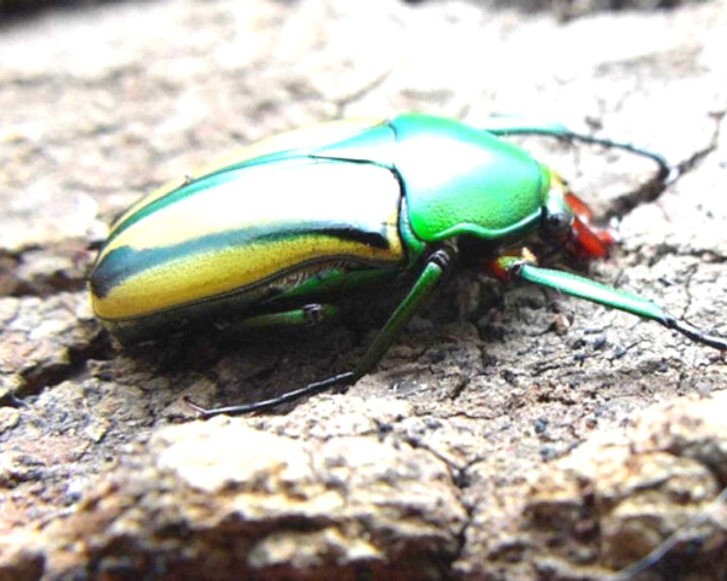 Cétoine - Coelorhina hornimani