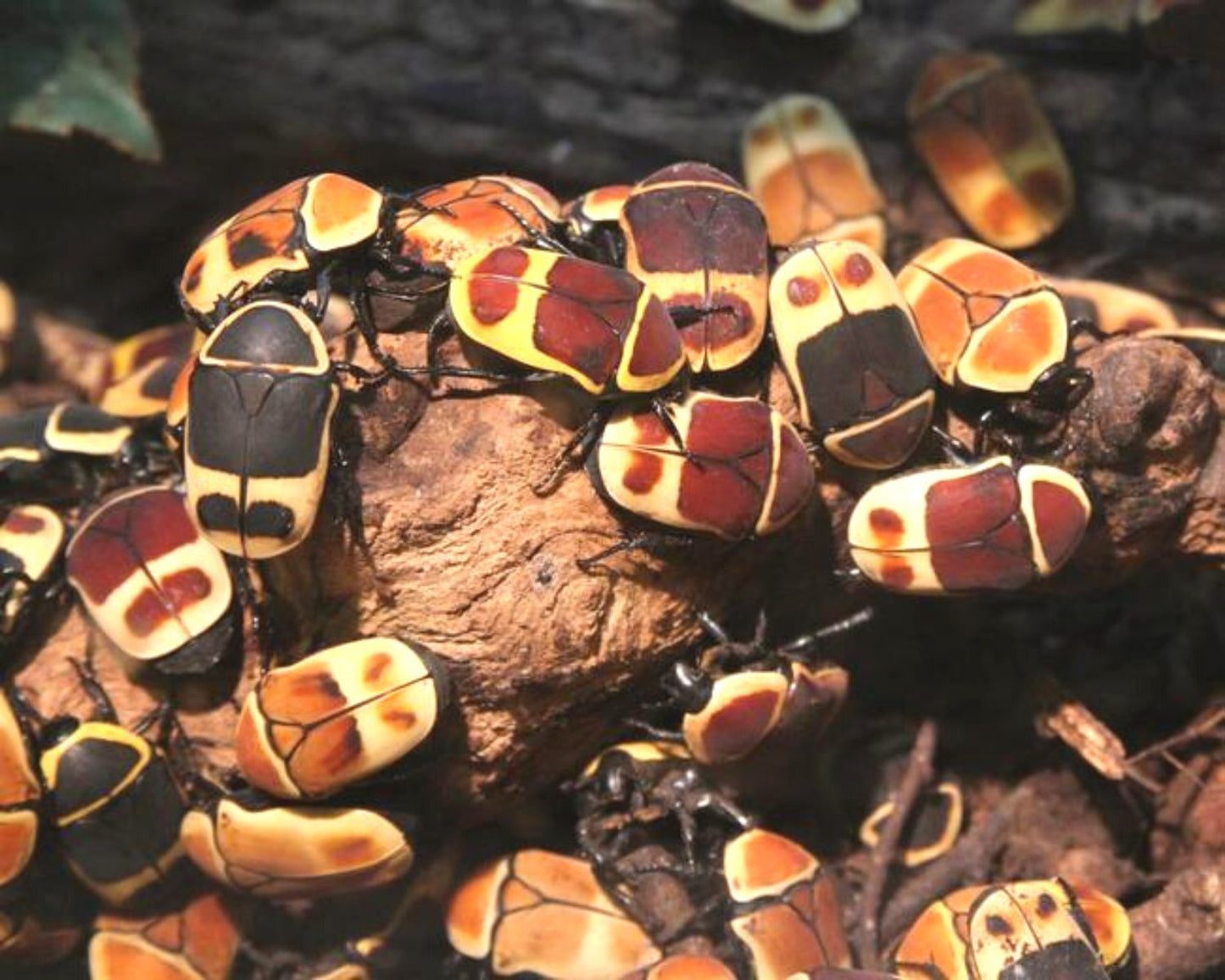 Cétoine - Pachnoda sinuata