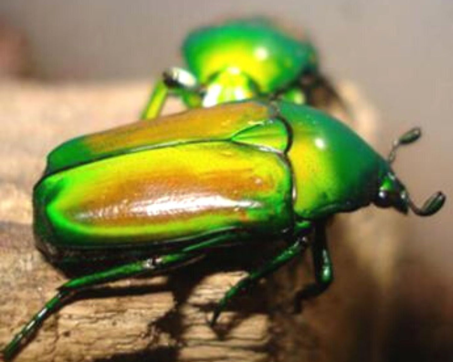 Rosenkäfer - Chlorocala africana africana