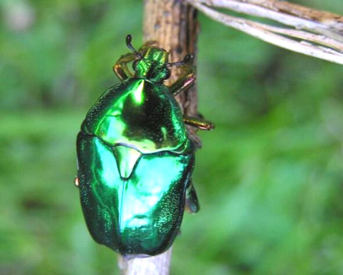 Cétoine Protaetia Himalayana