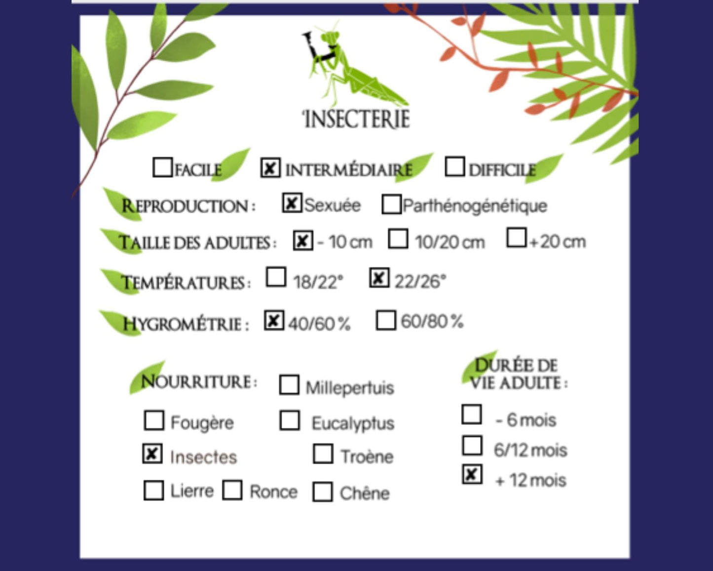 Colobopsis Truncata en vente