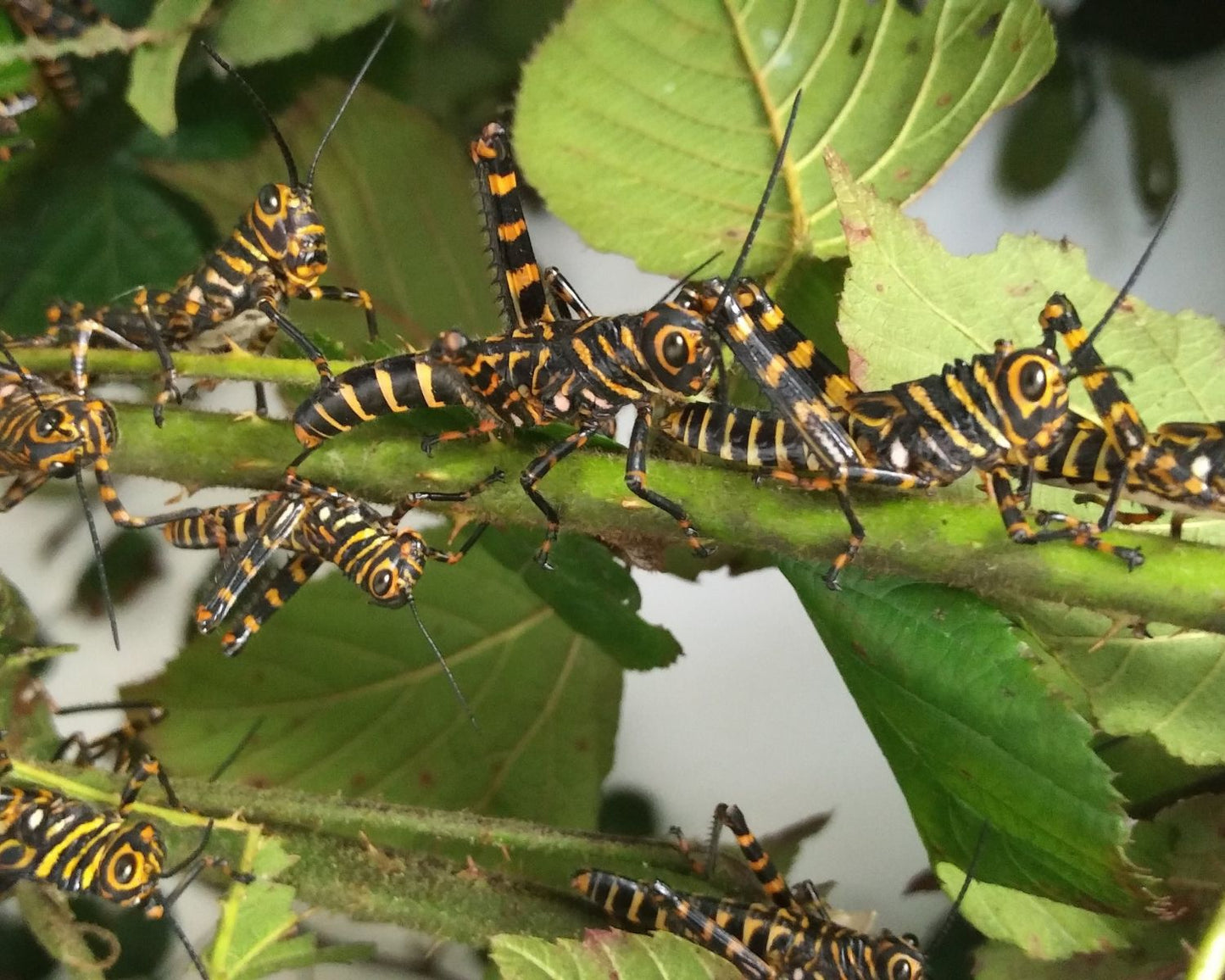 Criquet - Tropidacris cristata