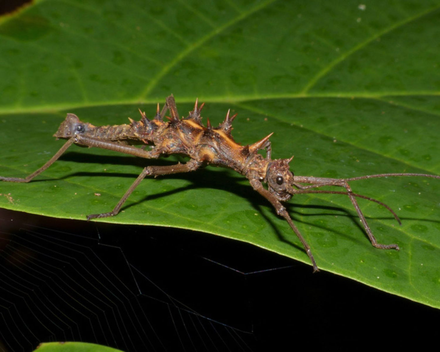 Phasmide - Epidares nolimetangere