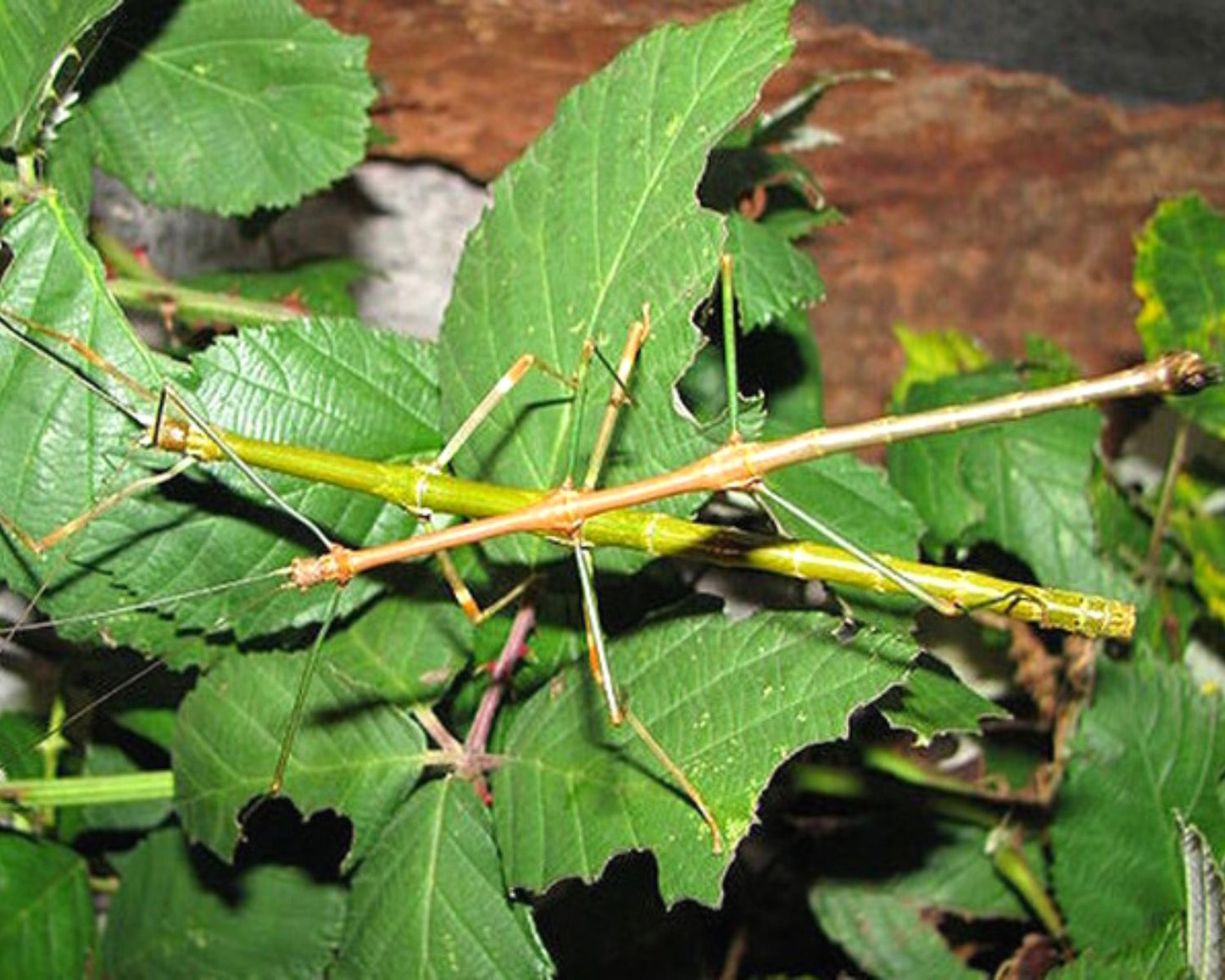 Phasme - Lonchodiodes samarensis