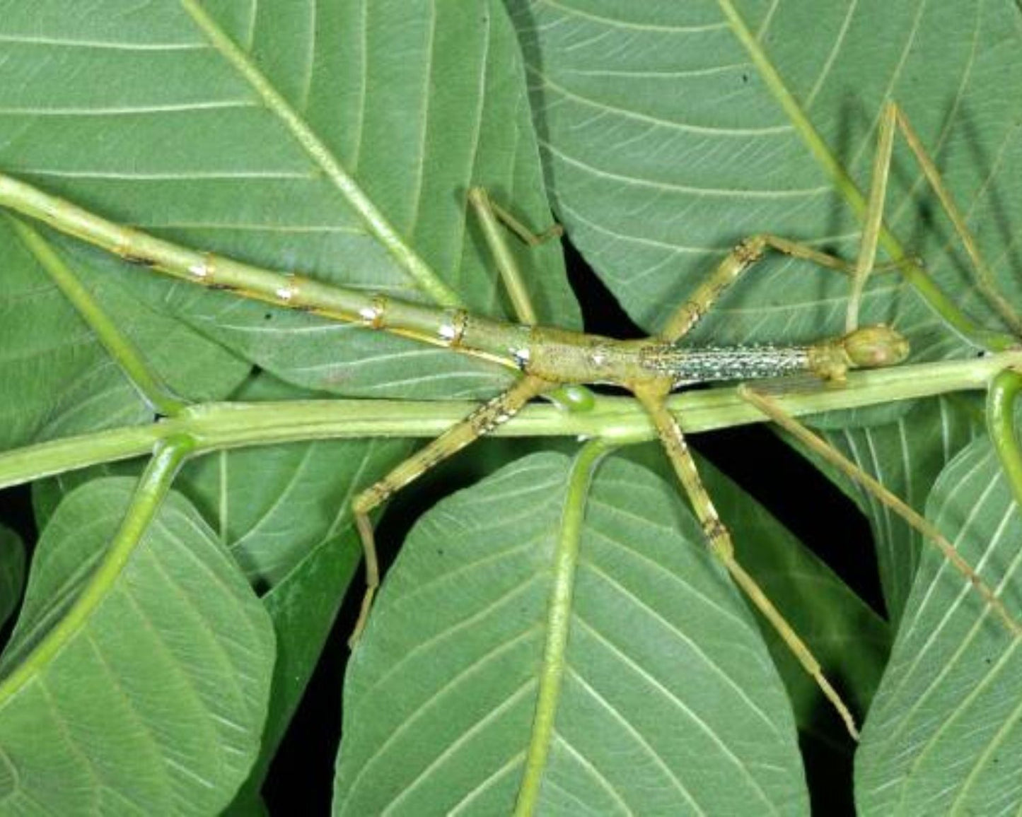 Phasmide - Anchiale briareus
