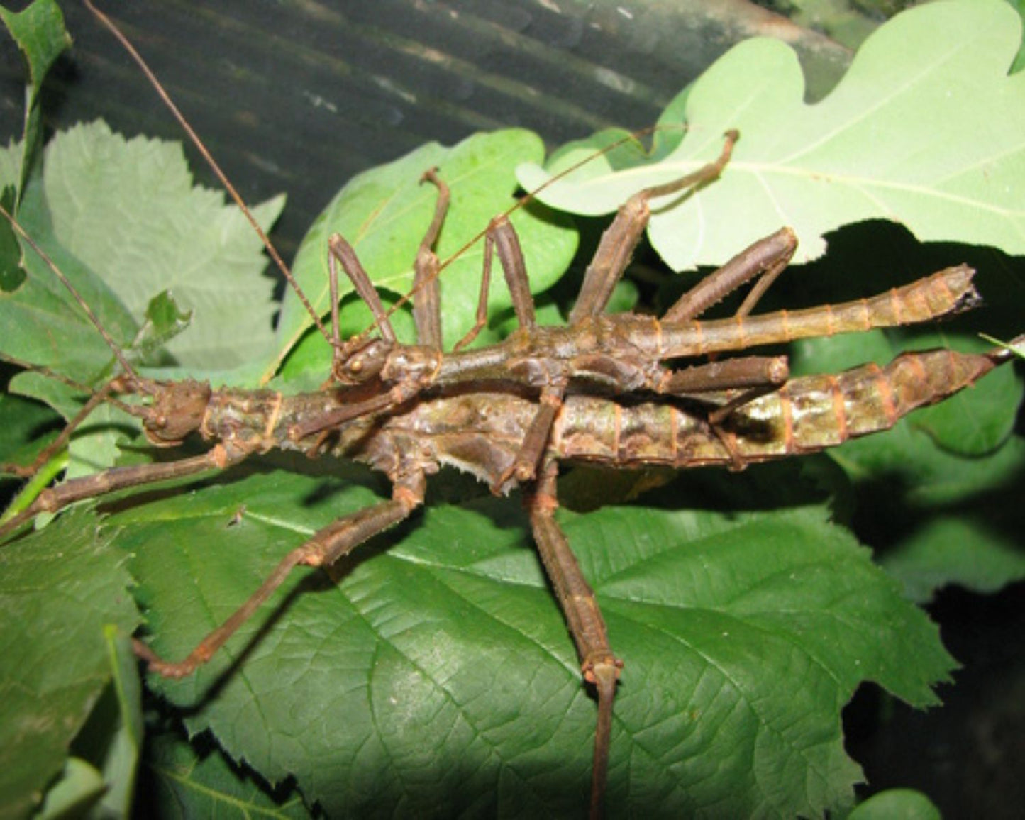 Phasmide - Trachyaretaon carmelae