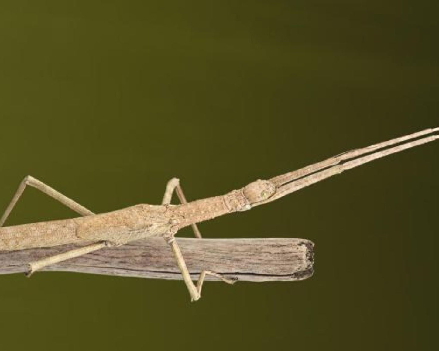 Phasmide - Gigas "Jailolo"