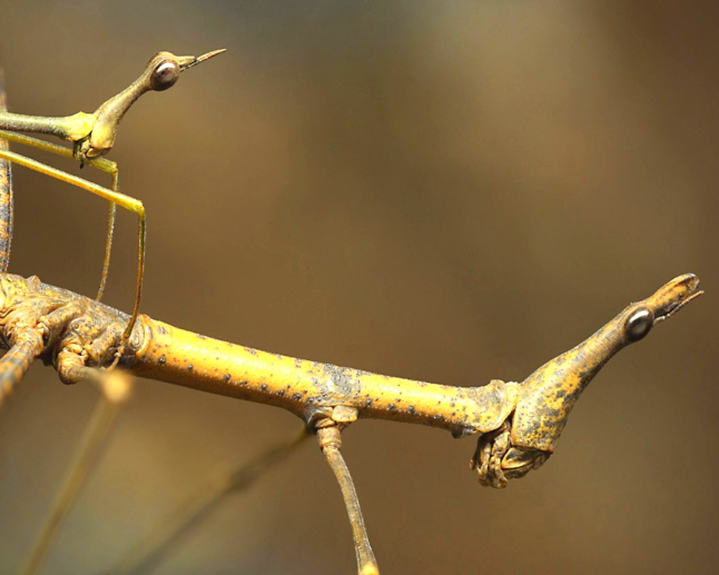 Pseudoproscopia latirostris - Heuschrecke/Phasmide