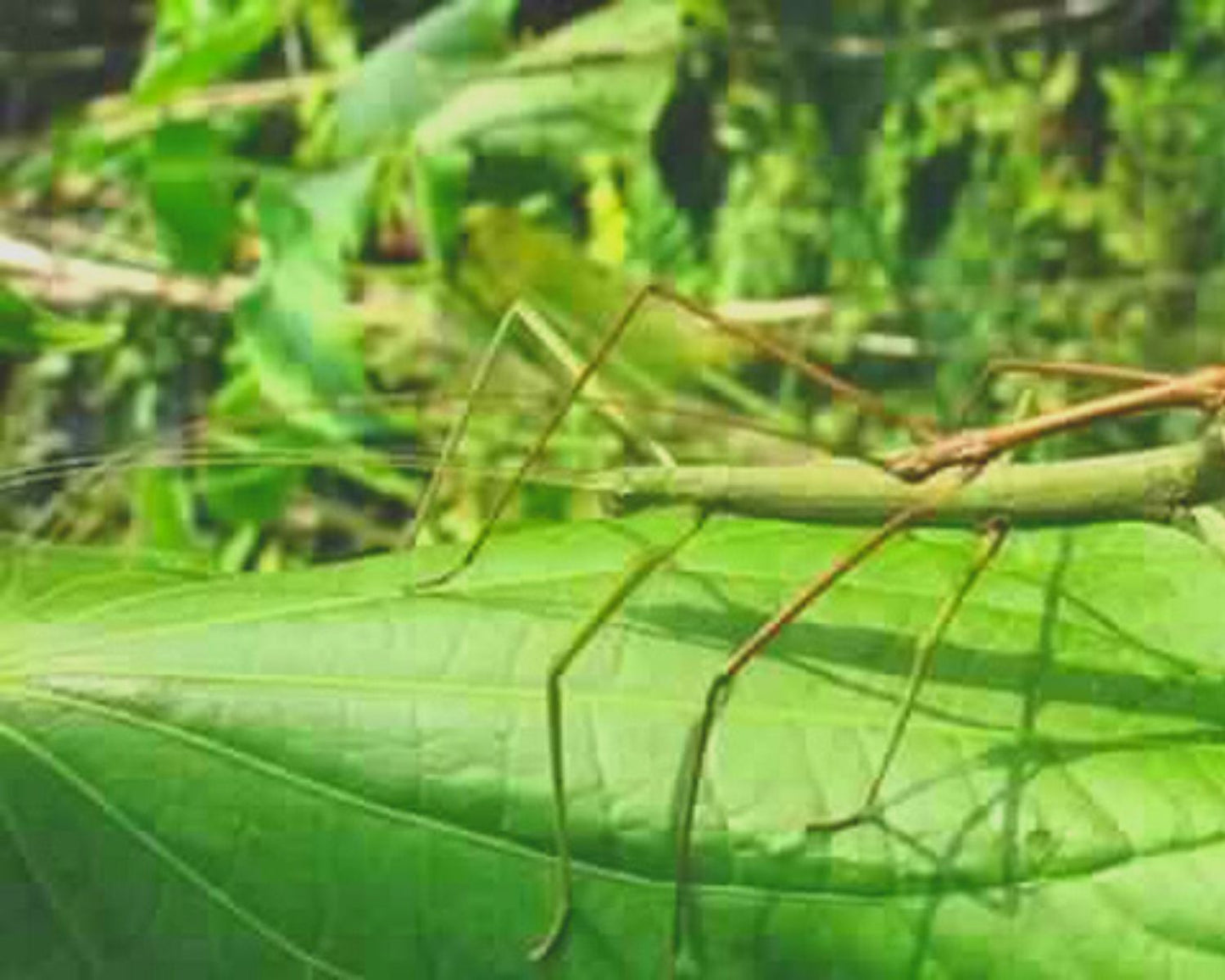 Phasmide - Pseudosermyle phalangiphora