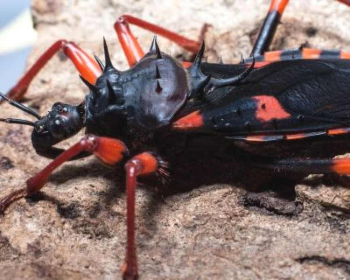 Raubwanze - Psytalla Horrida