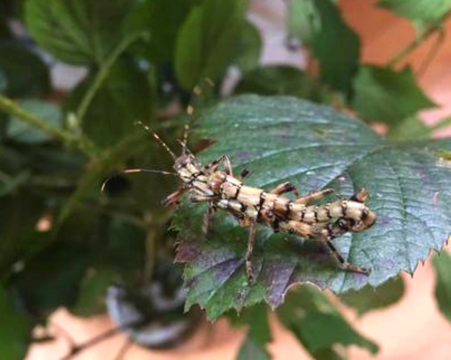 Phasme - Dajaca Napolovi