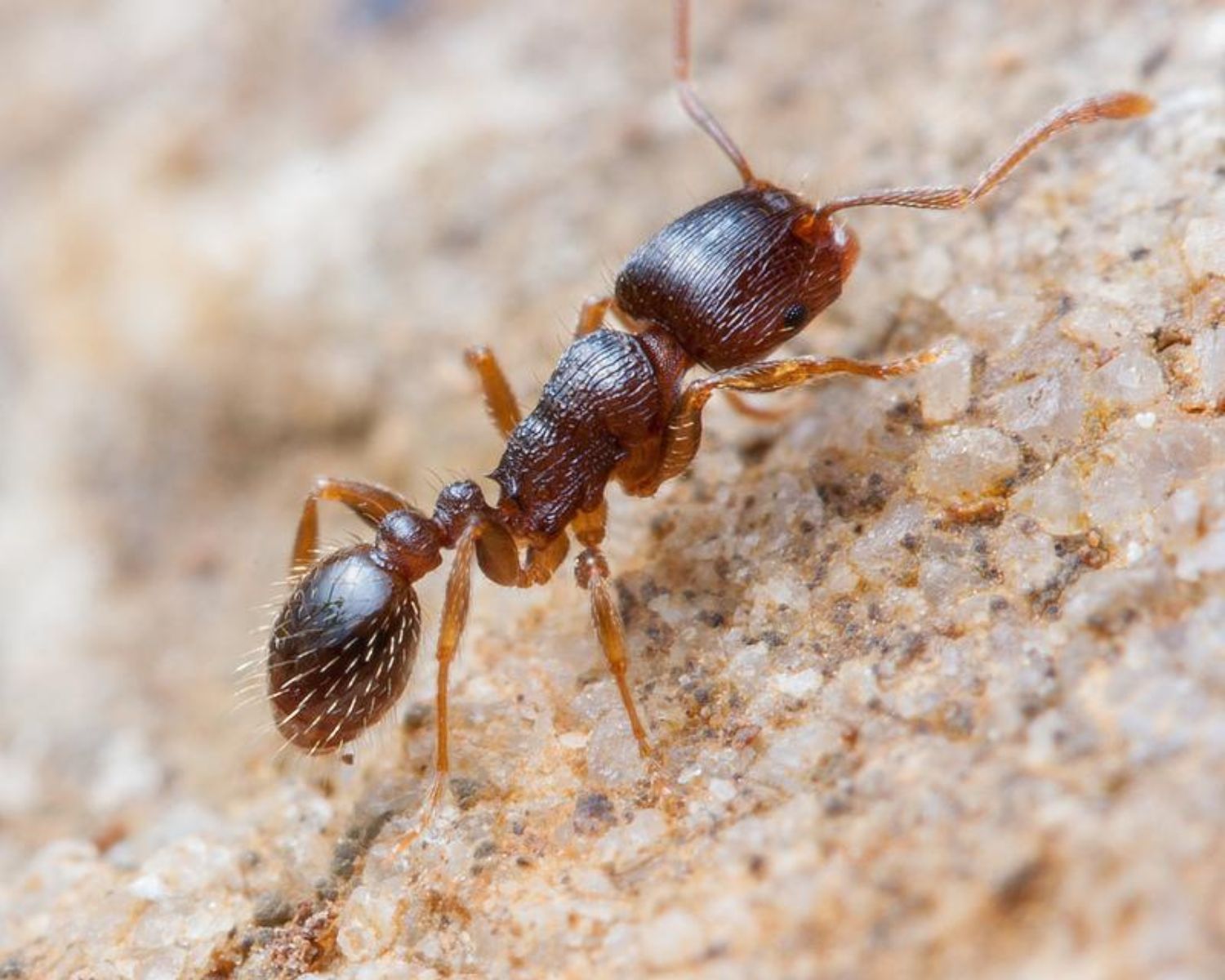 Colonie fourmis Tretramorium caespitum en vente