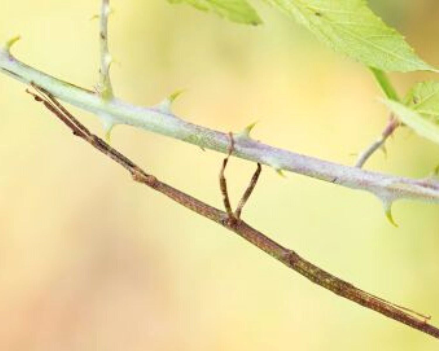Kaufen Sie Phasmiden Lonchodes Jejunus L'insecterie