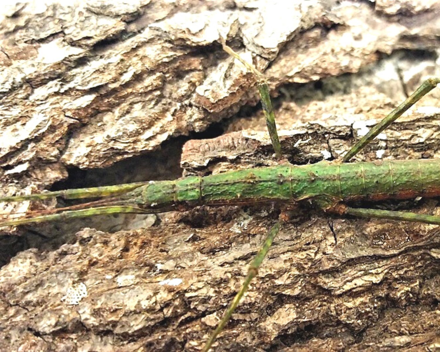Phasmide Neohirasea sp