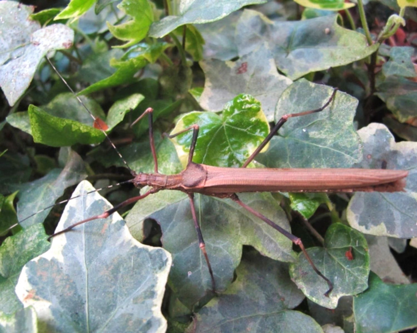 Phasme - Pseudophasma fulvum