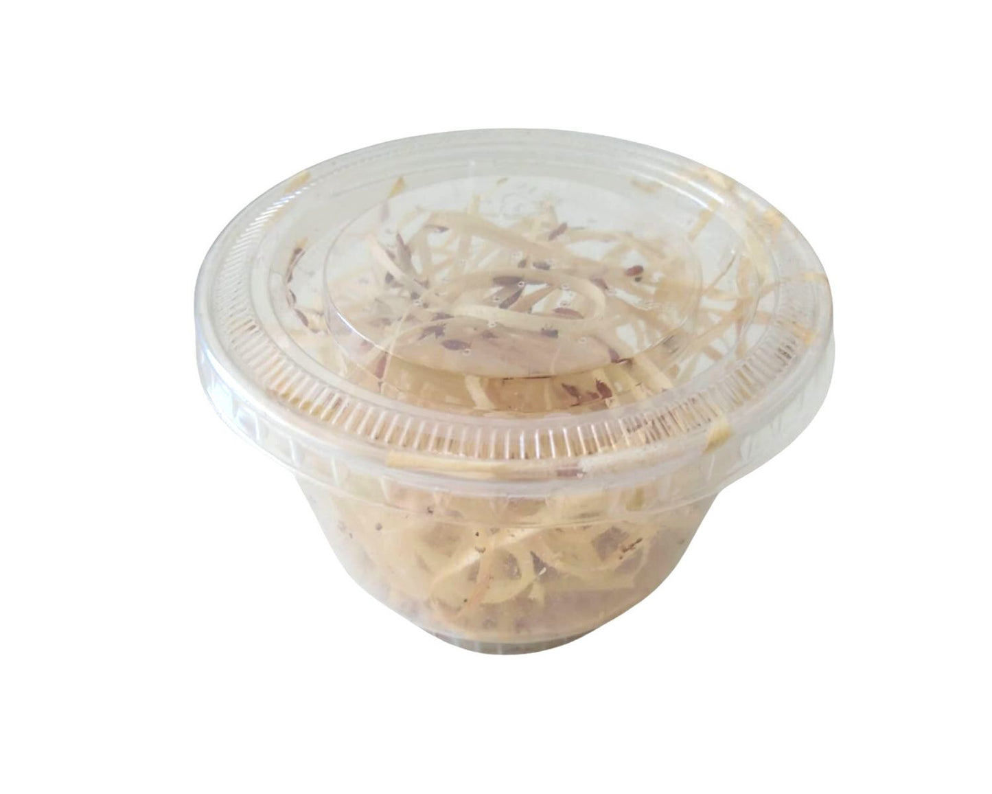 Drosophila - Beute für Insekten