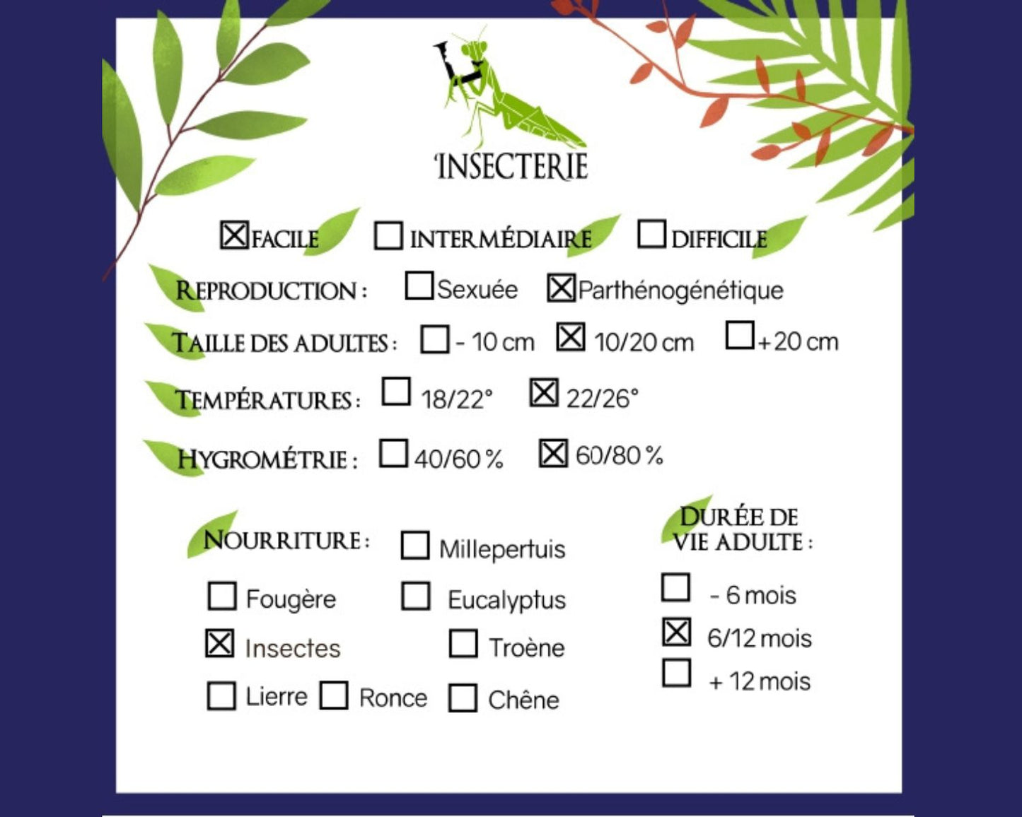 Mante - Acontista mexicana