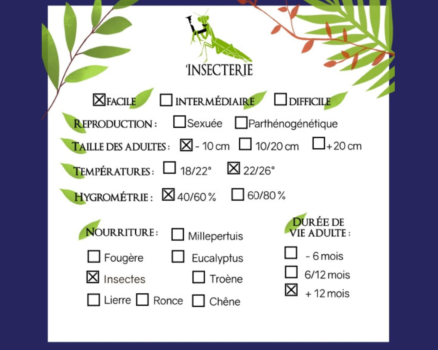Ameisen - Crematogaster scutellaris