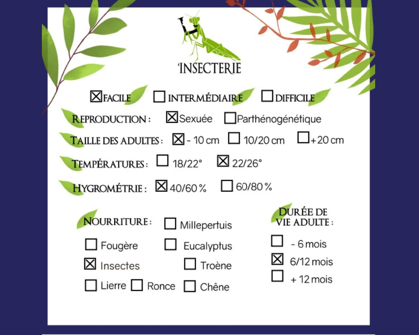 Mantide - Hierodula membranacea