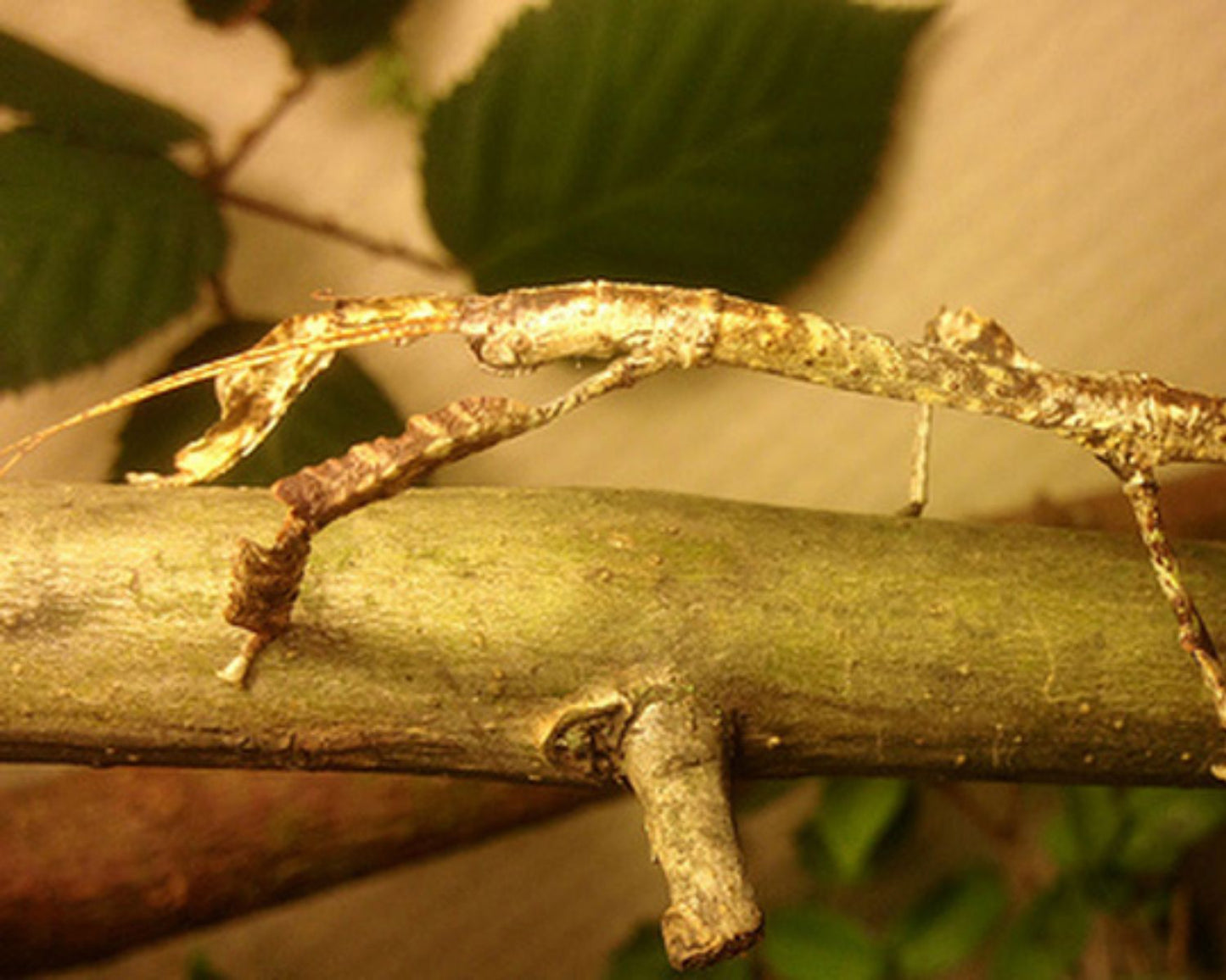 Phasme - Hermagoras Sigillatus