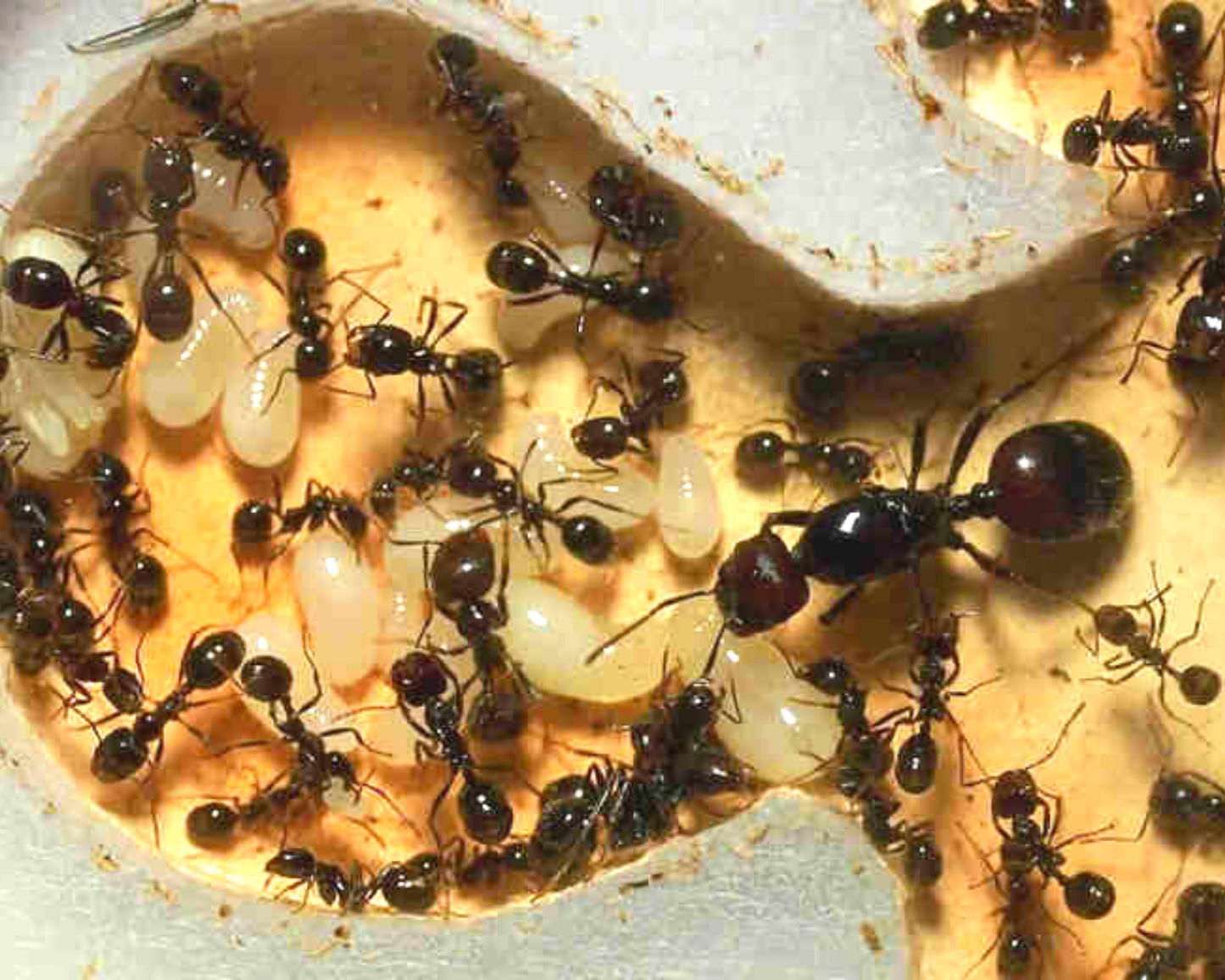 Elevage de Fourmis en Classe