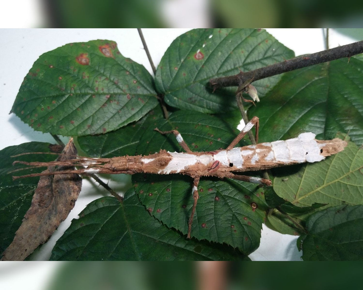 Phasme - Hypocyrtus scythrus