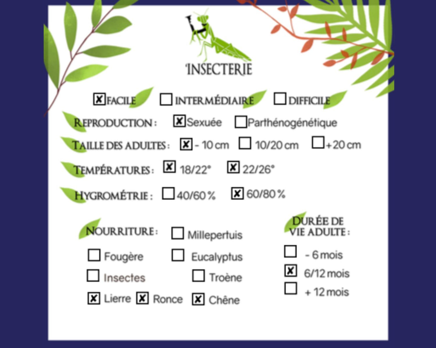 Phasme - Lamponius guerini