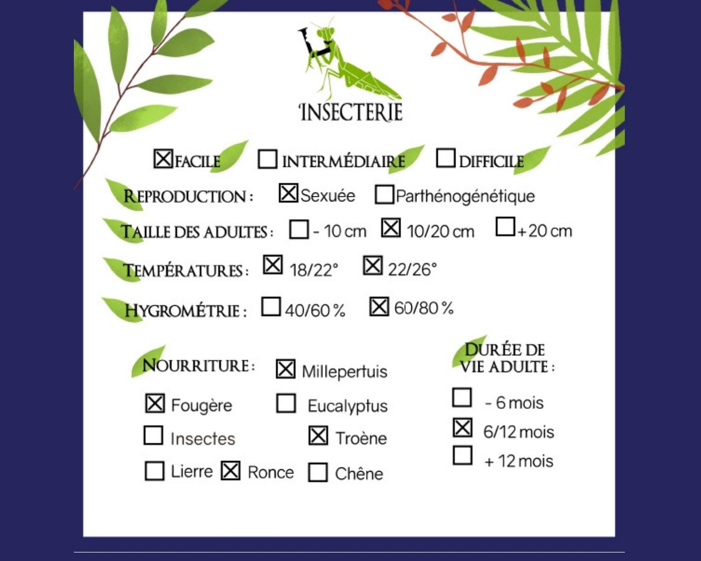 Phasme Feuille Géant - Phyllium giganteum