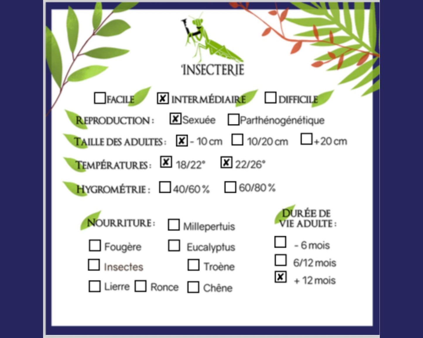 Schaben - Gromphadorhina portentosa