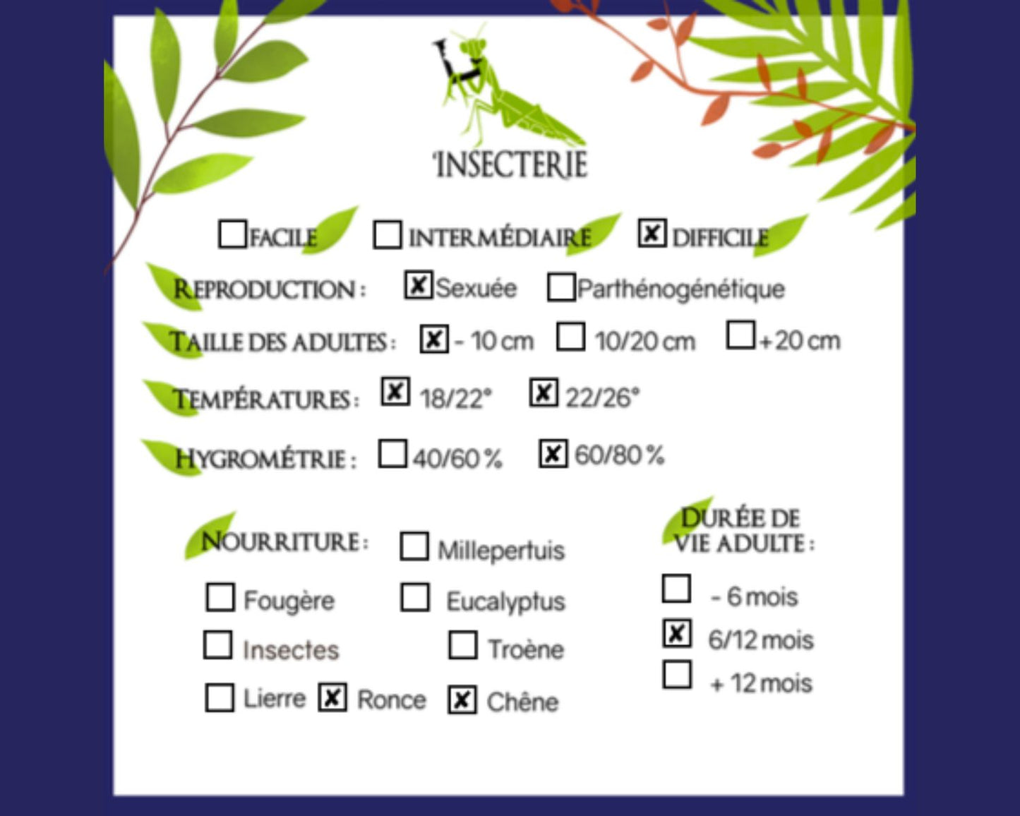 Criquet - Paraproscopia riedei