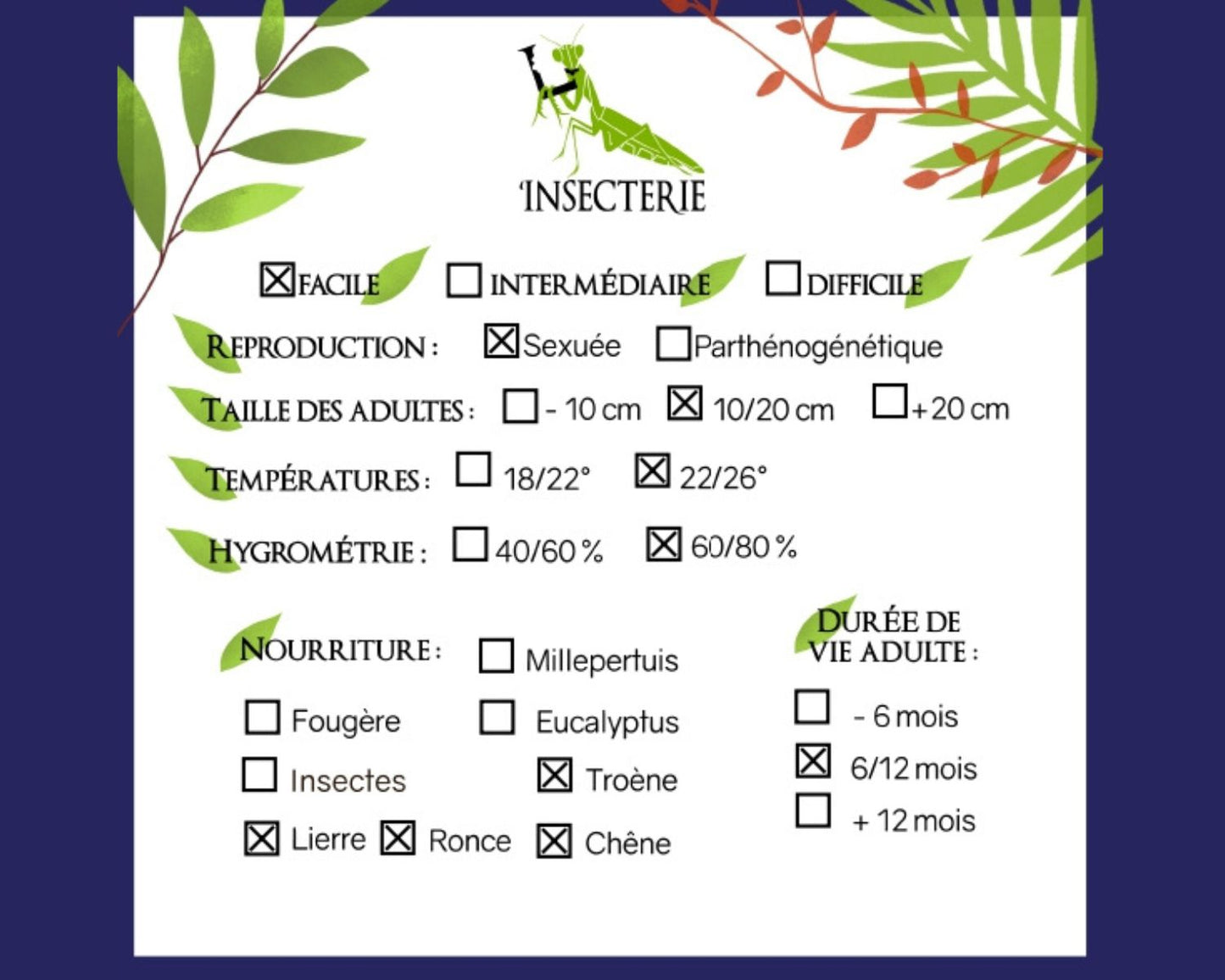 Phasme - Medauroidea sp