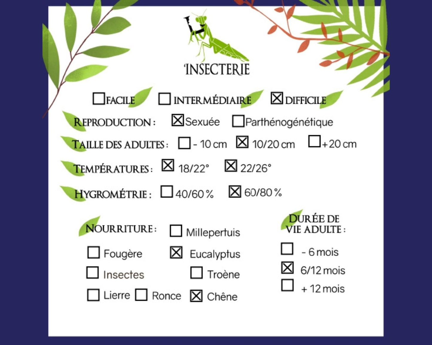 Phasme - Periphetes forcipatus