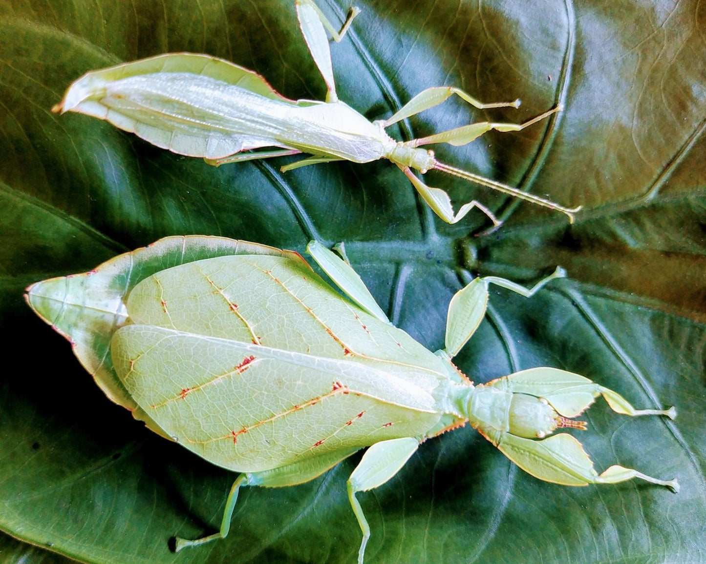 Wandelndes Blatt - Phyllium letiranti