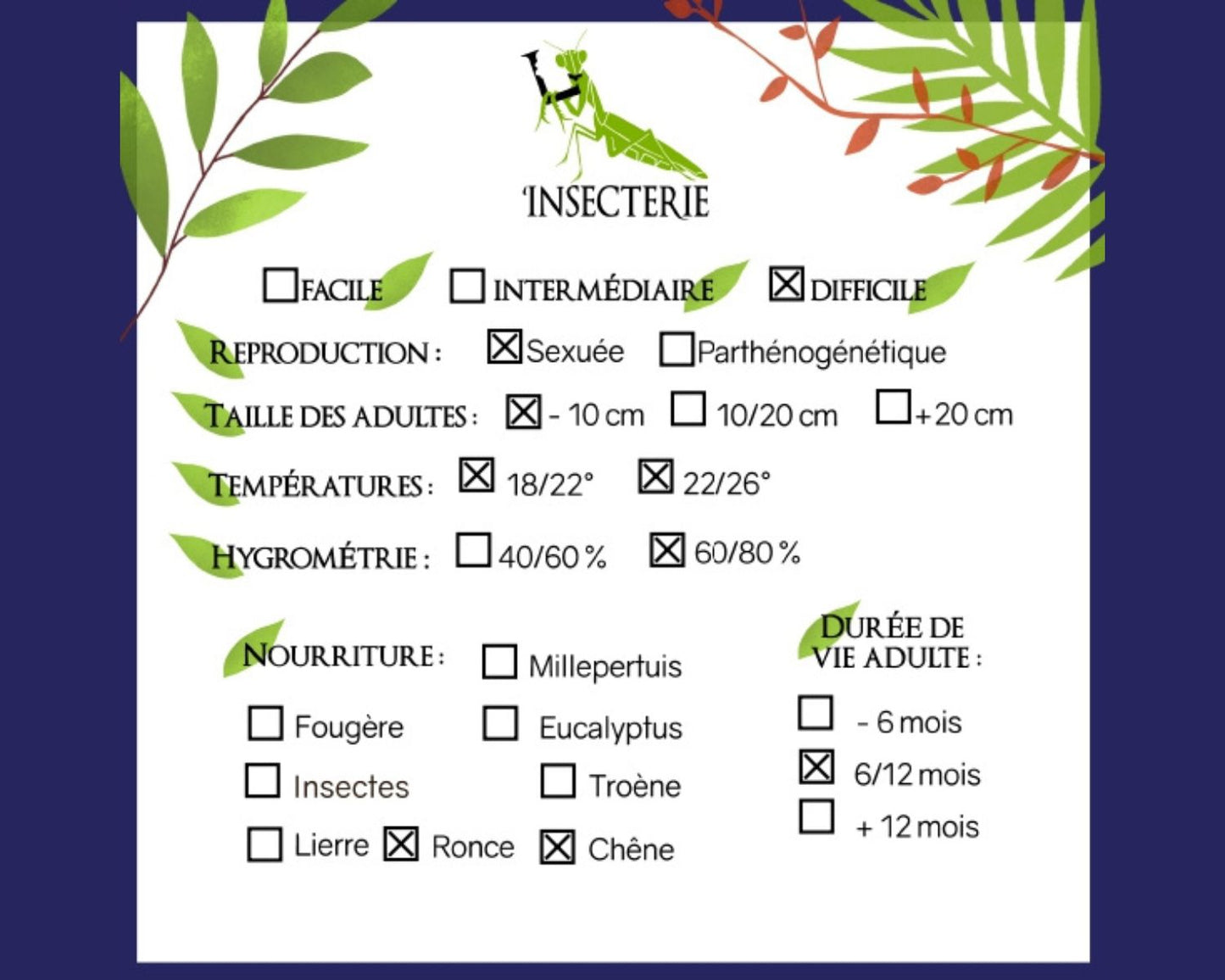 Phasme Feuille - Phyllium ericoriai