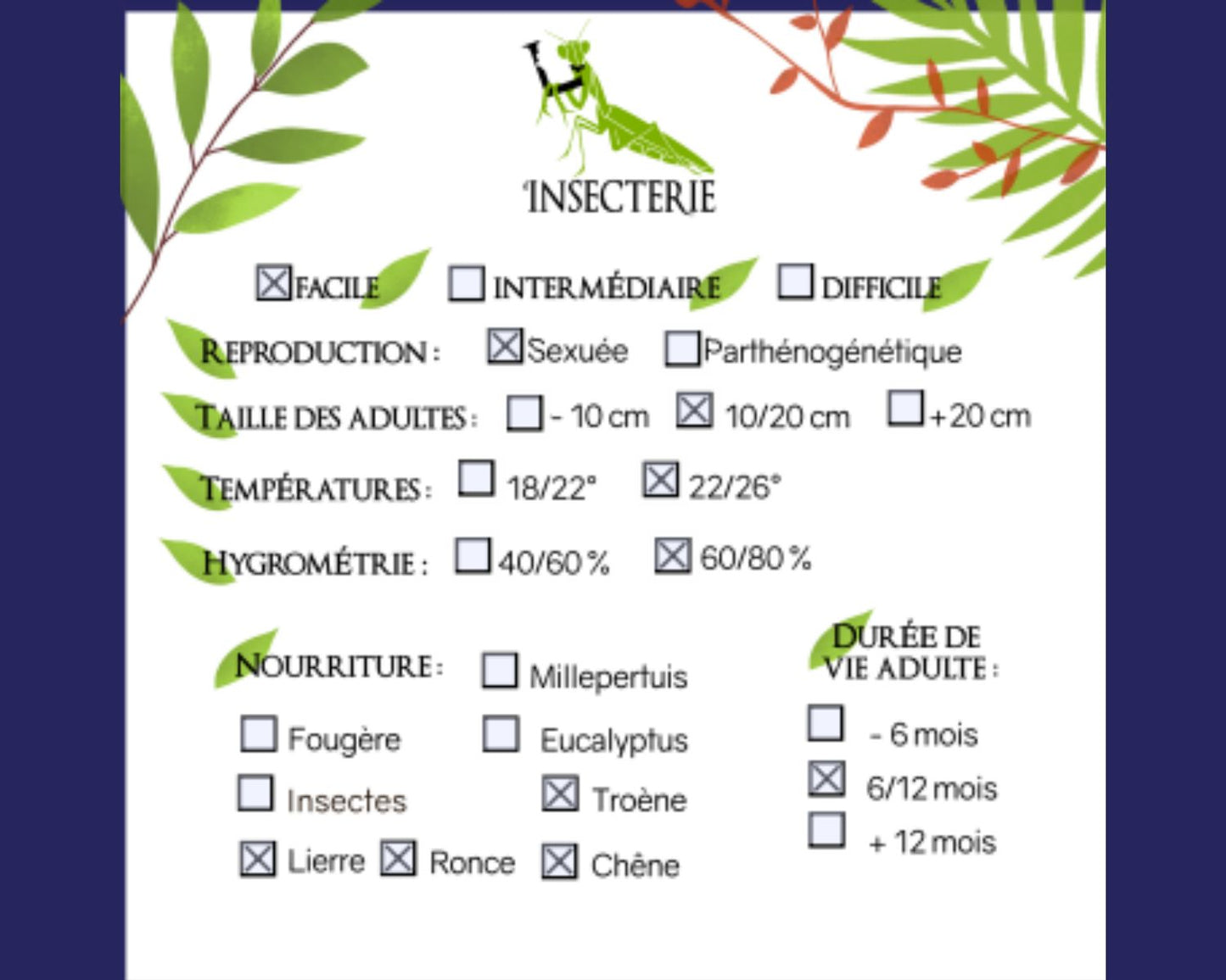 Phasmide - Trachyaretaon carmelae