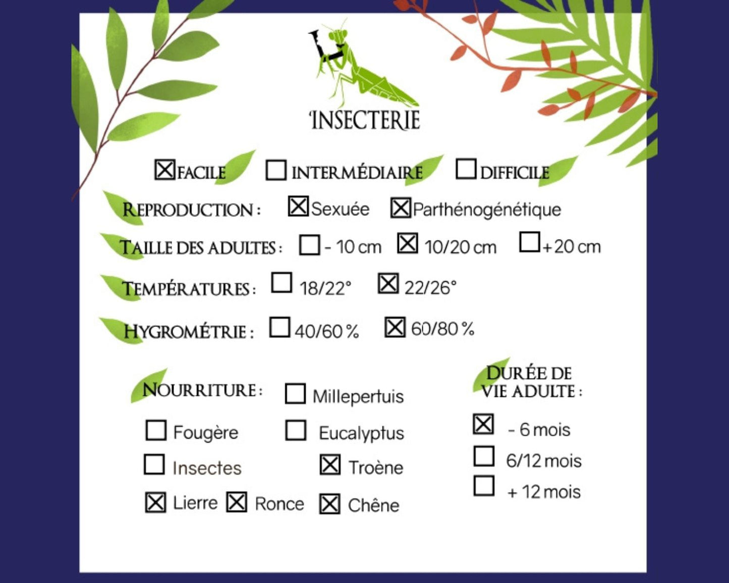 Phasmide - Medaurini sp Cuc Phuong