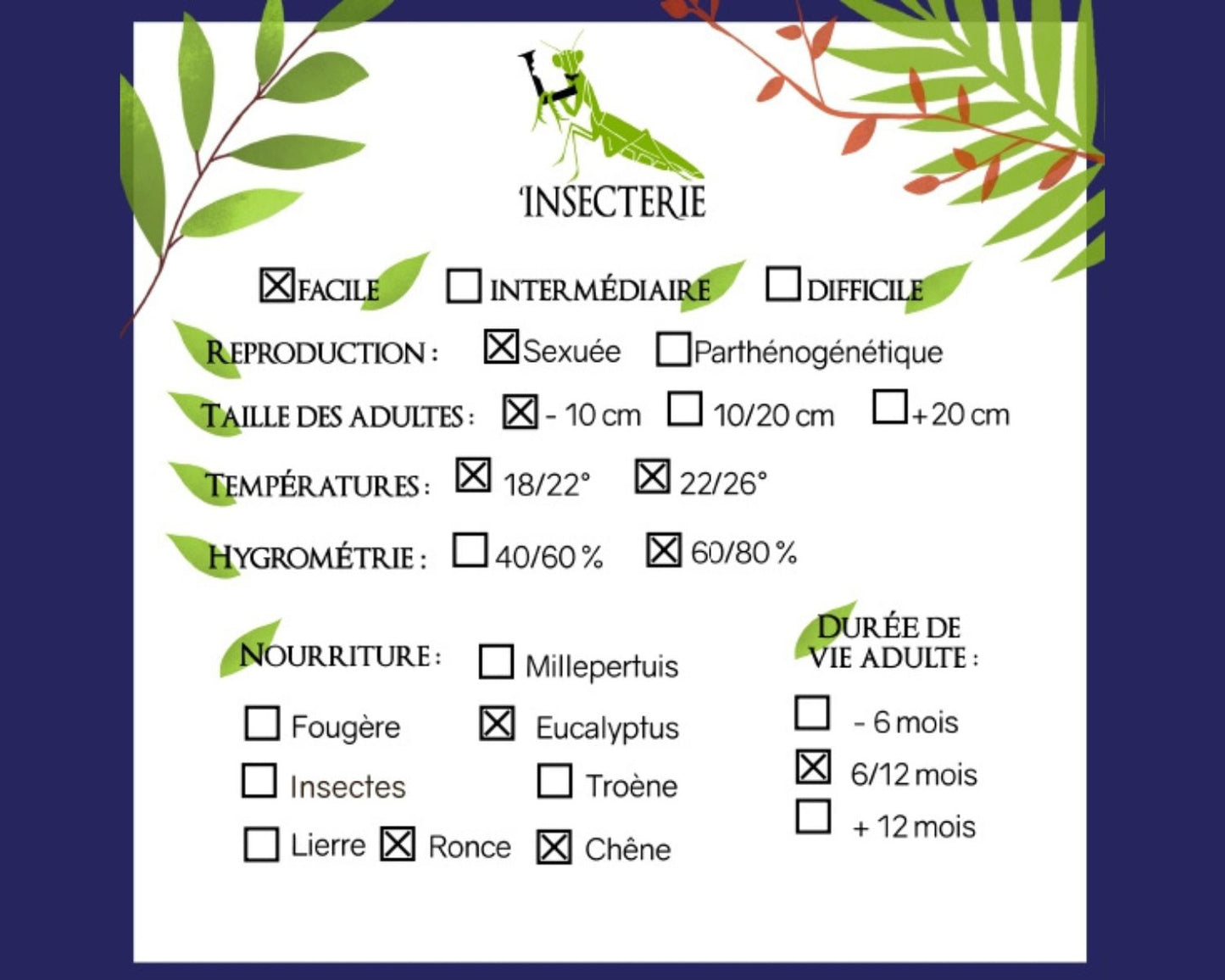 Phasmide - Nuichua rabaeyae