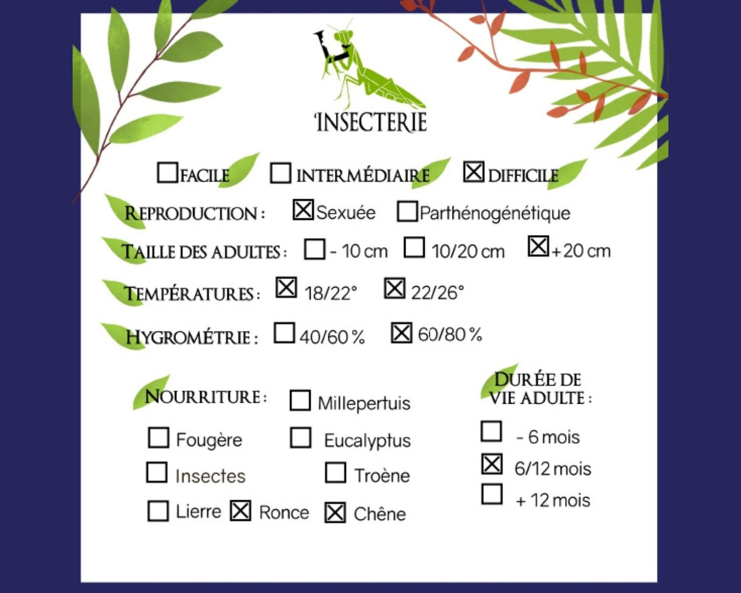 Phasmide - Phryganistria heusii yentuensis