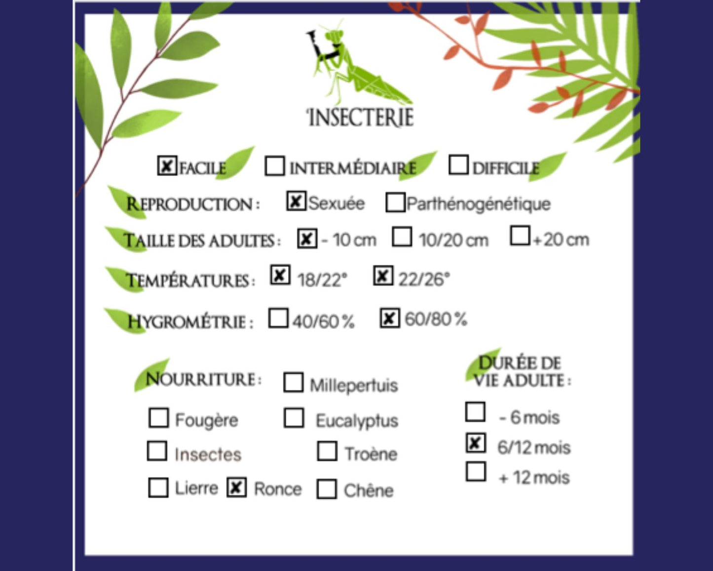 Grashüpfer - Stilpnochlora couloniana