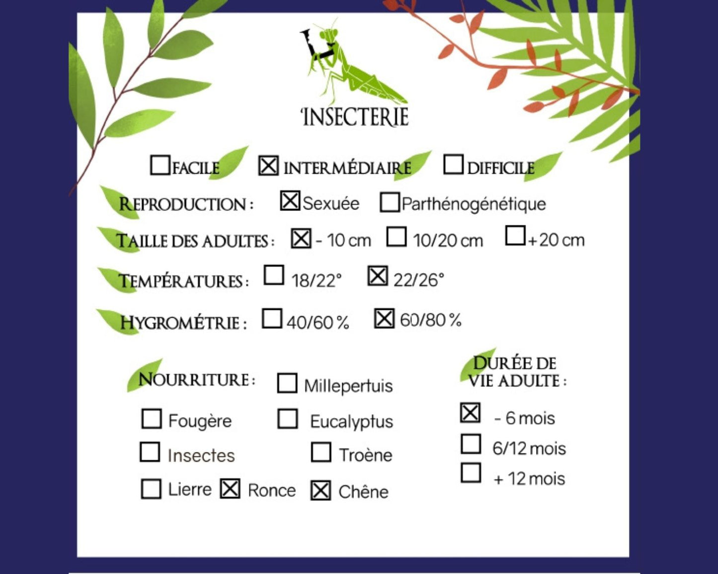 Phasmide - Trachythorax albomaculatus "Kon Chu Rang"