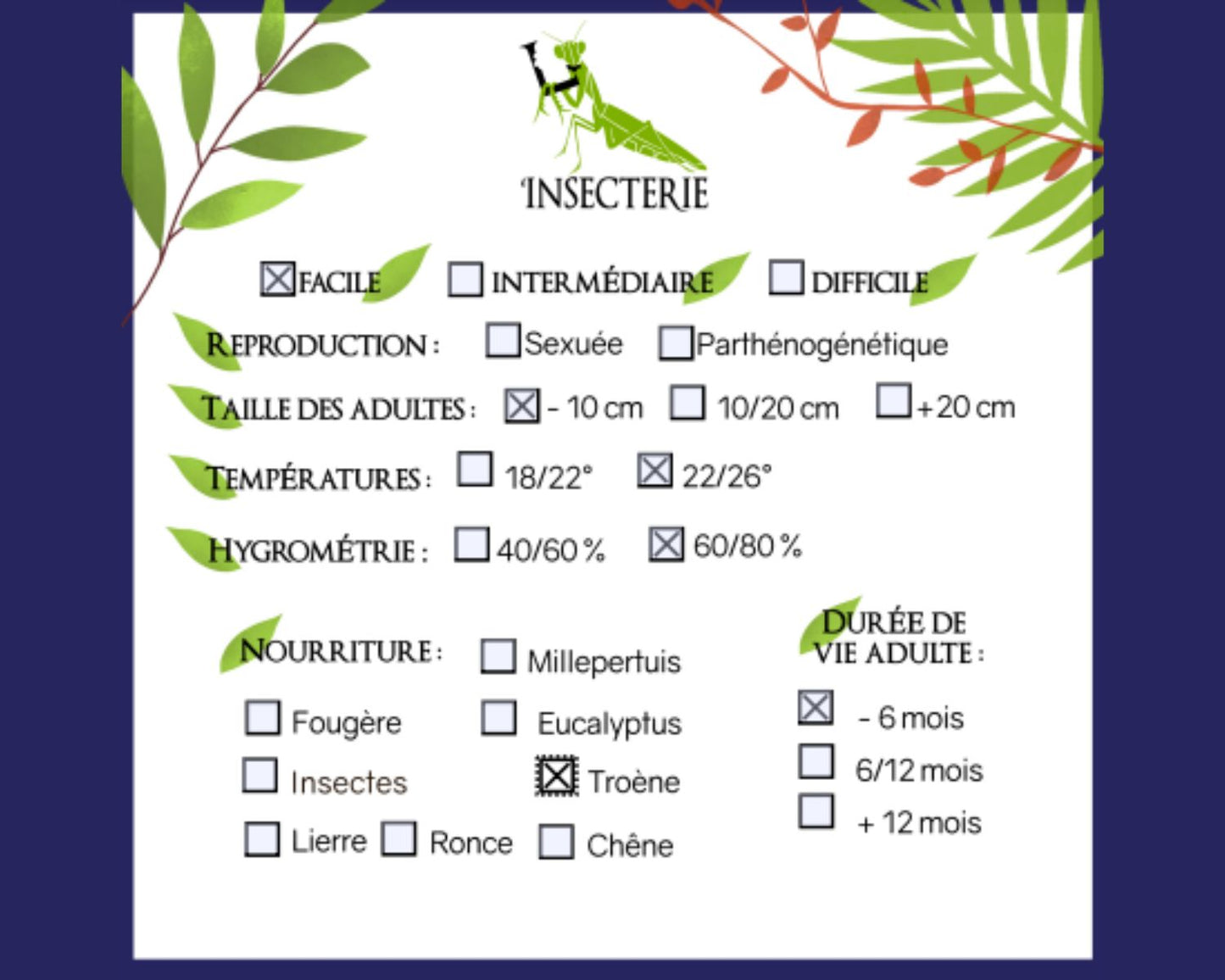 Schmetterling - Antherina suraka