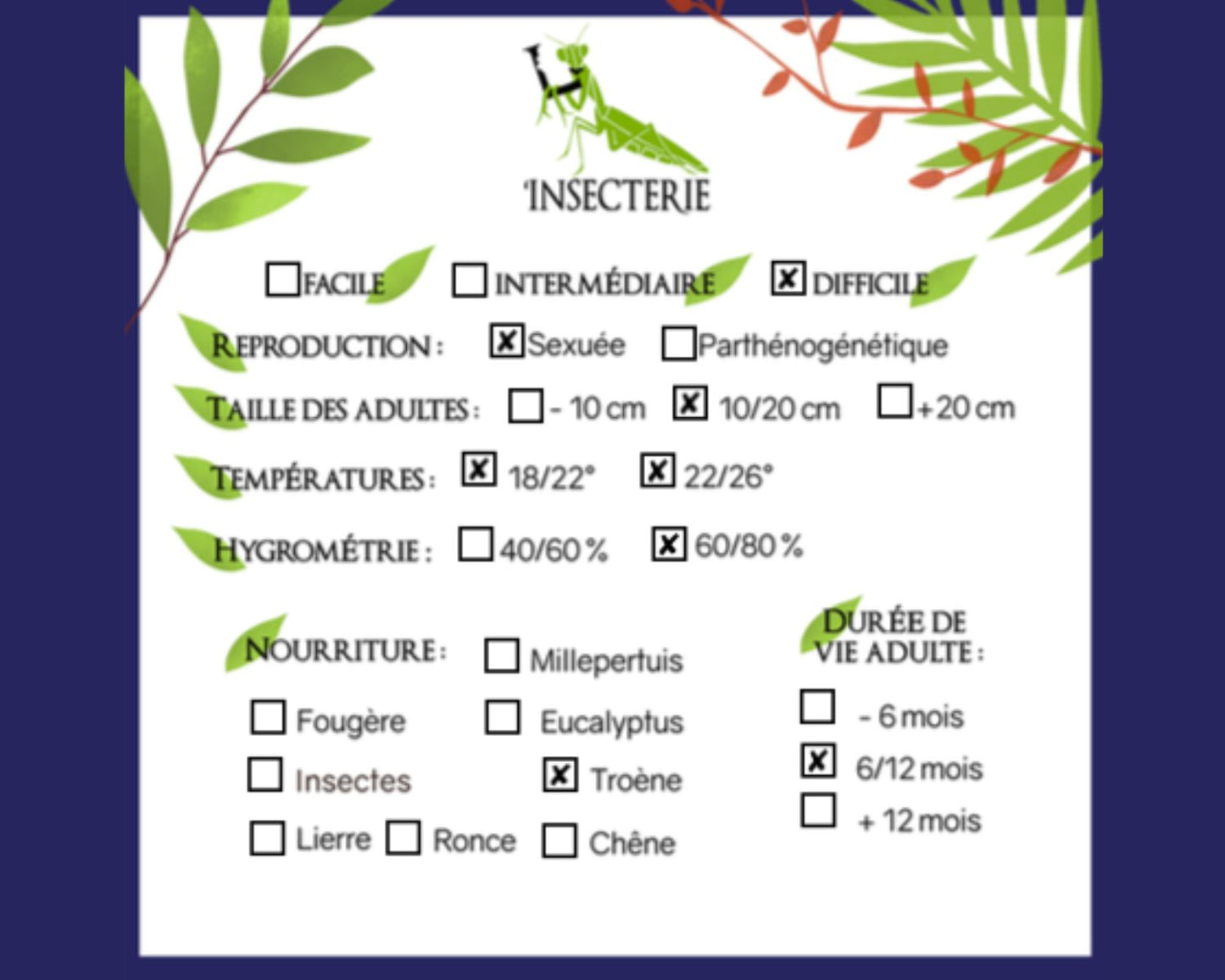 Phasmide - Mnesilochus capreolus