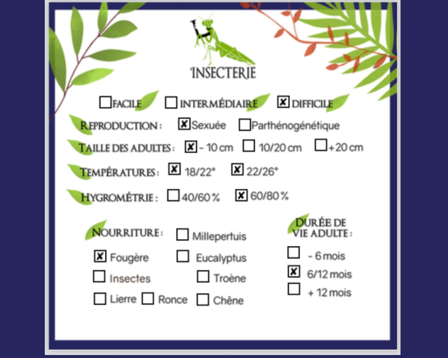 Phasmide - Oreophoetes peruana