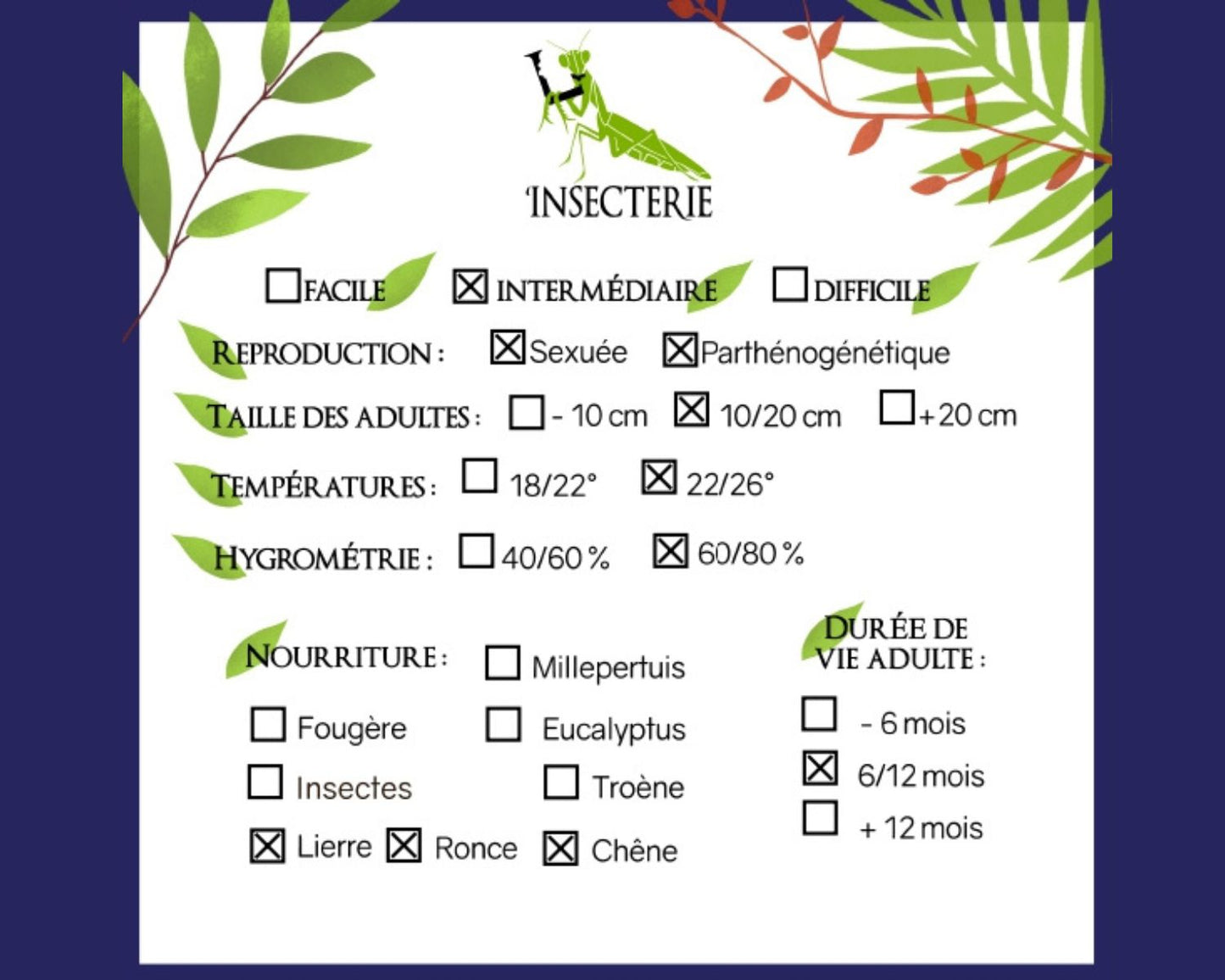 Phasme - Paramenexenus Laetus