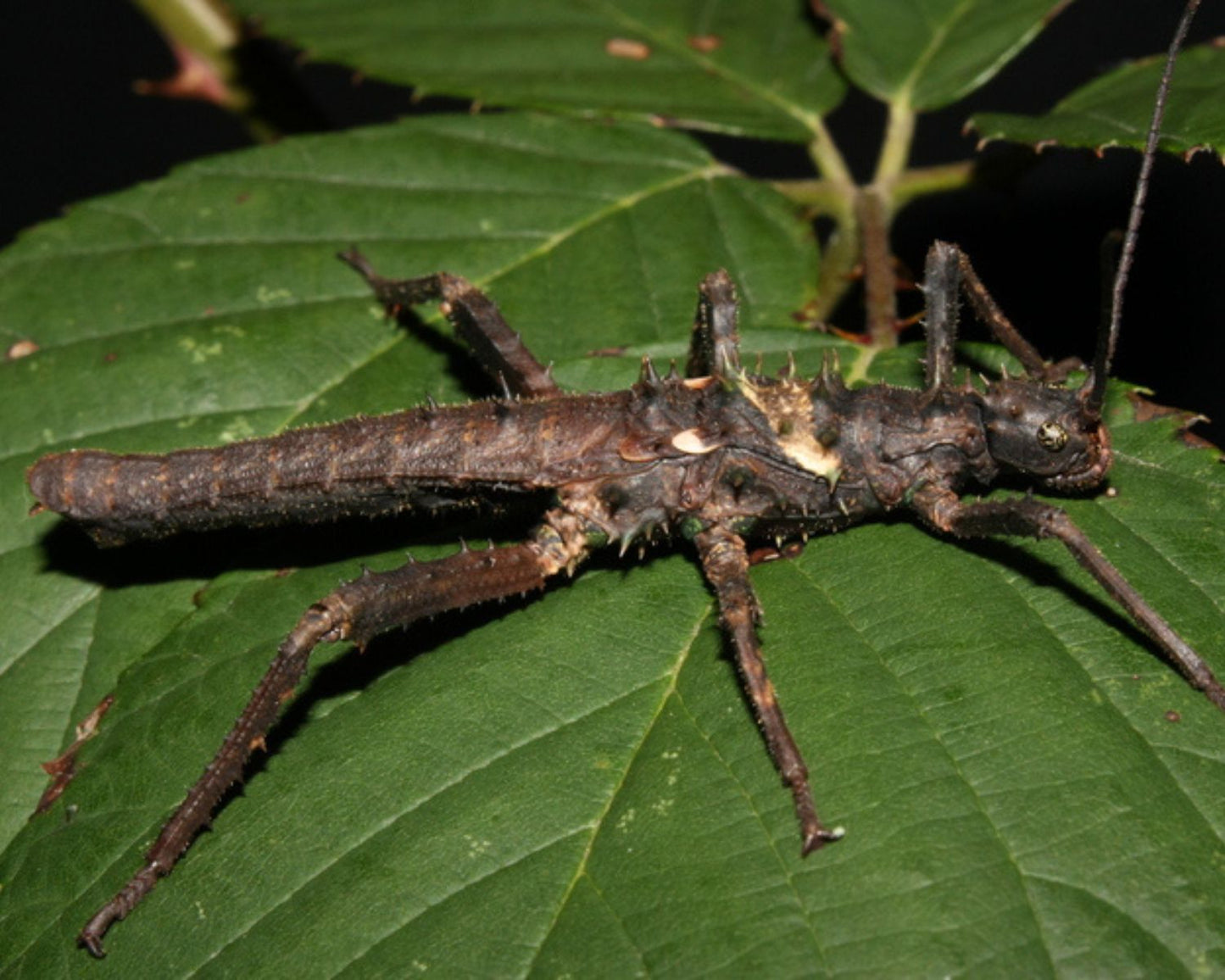 Phasmide - Haaniella dehaanii
