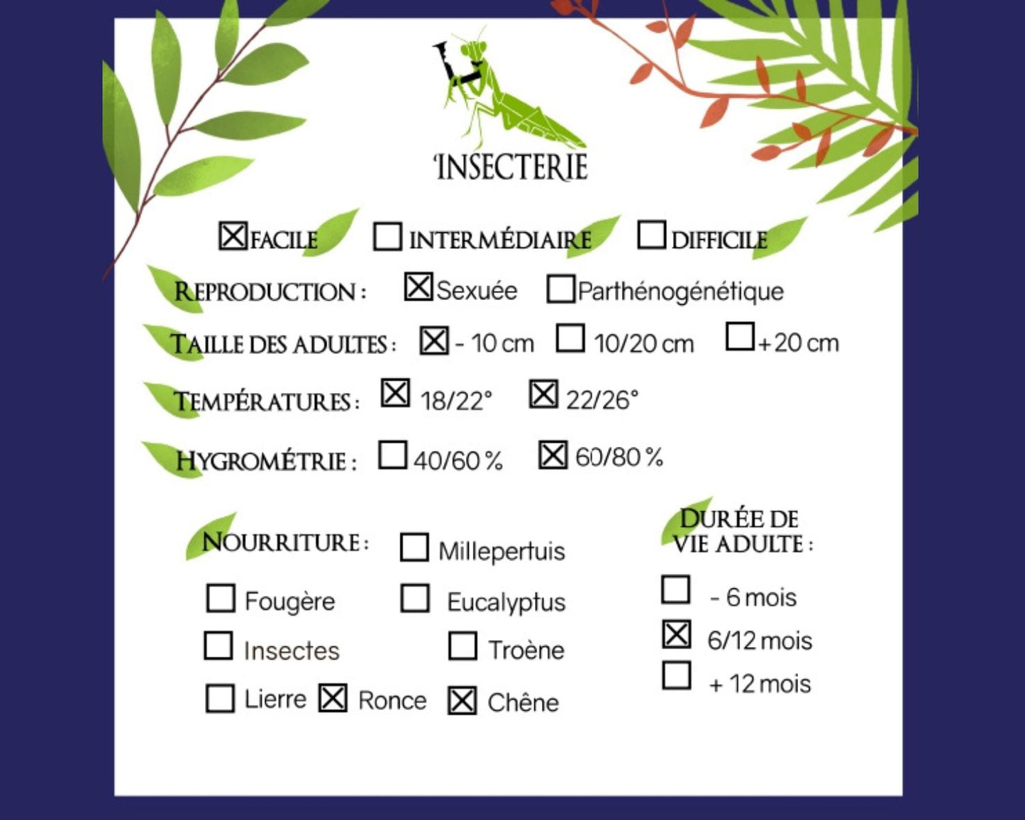 Phasmide - Sungaya inexpectata